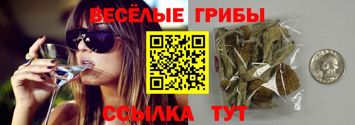 Галлюциногенные грибы Psilocybine cubensis Черкесск